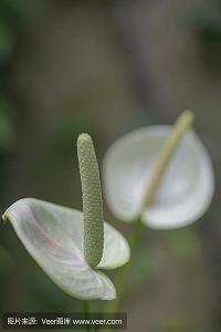 小鸭救妈妈