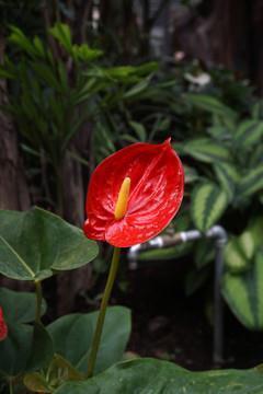 公主与玫瑰花