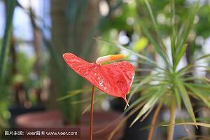小树苗春天里的小树苗