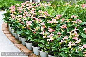 家乡的美景_小学生作文,六年级作文,六年级写景作文_谢德骞完美作文