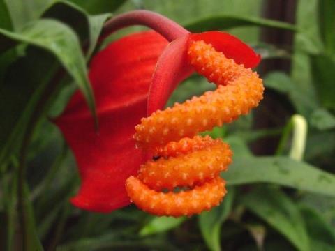 芝艾同焚成语接龙游戏