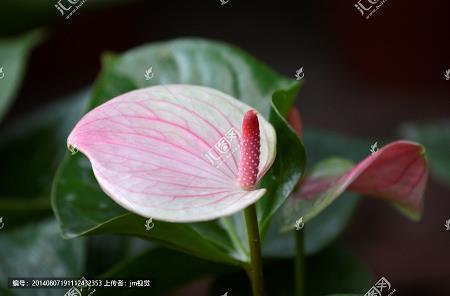 植善倾恶成语接龙游戏