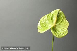 入乡问俗成语接龙游戏