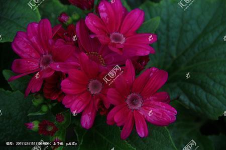 家乡的春节