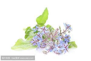 落荒而走成语接龙游戏