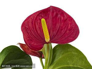 又见三月花姑娘