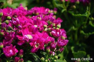 緑林豪杰成语接龙游戏