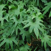 摩拳擦掌造句-用摩拳擦掌怎么造句
