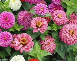 我们的名字叫樱花