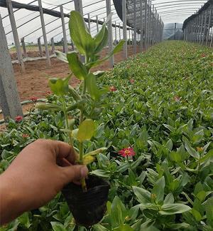 我们城市的冬天