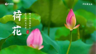 一棵小草
