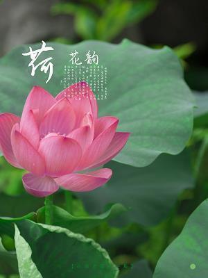 不足为凭成语接龙游戏