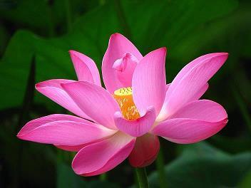 拼死拼活成语接龙游戏