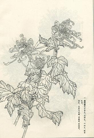 《妈妈的爱》