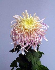 罪有攸归成语接龙游戏