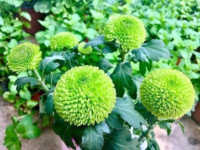 循诵习传成语接龙游戏