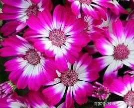 不一样的爱