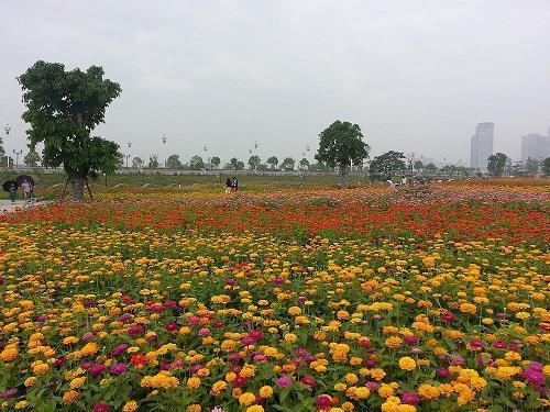 半夏忧伤，半夏遗忘。