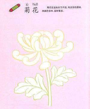“永保青春”的吊兰