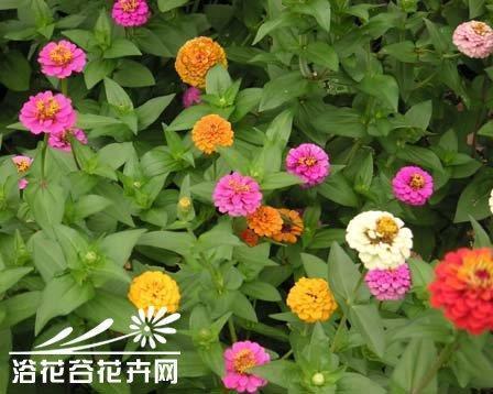 同类相从成语接龙游戏
