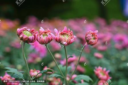 沉著痛快成语接龙游戏
