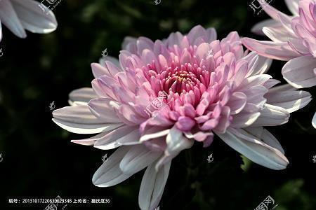 一笑倾城成语接龙游戏
