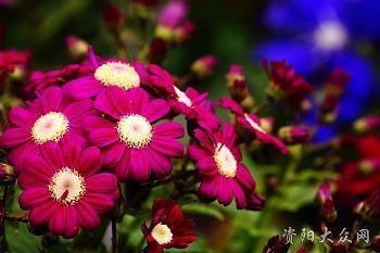 小马的跑步科学