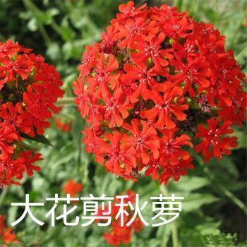 多彩的夏天