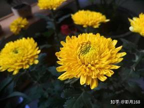 夸妍斗艳成语接龙游戏