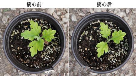 不步人脚成语接龙游戏