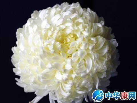 始终如一造句-用始终如一怎么造句