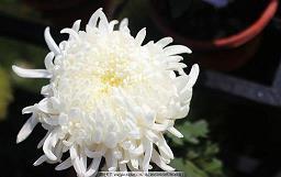 大堰河——我的保姆(转载)