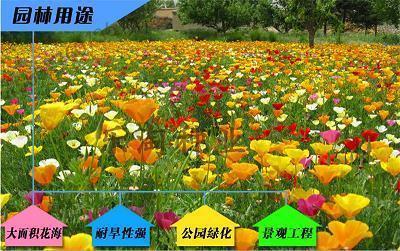不愧不怍成语接龙游戏