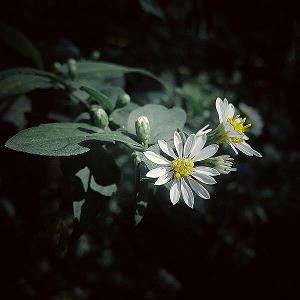 充满落花的秋季