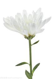 一字之师成语接龙游戏