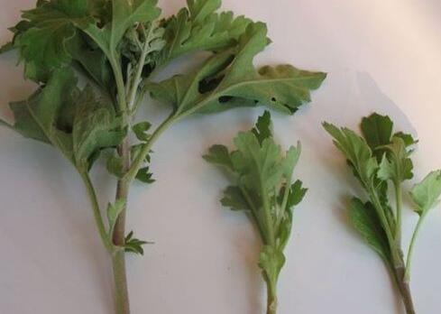 斩钉切铁成语接龙游戏