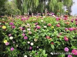 塞翁得马成语接龙游戏