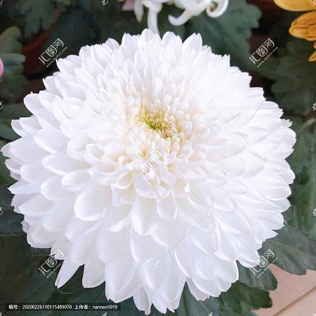丧师辱国成语接龙游戏