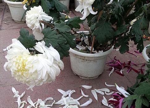 不忘恩师教诲情