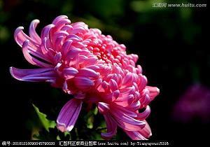 树高招风成语接龙游戏