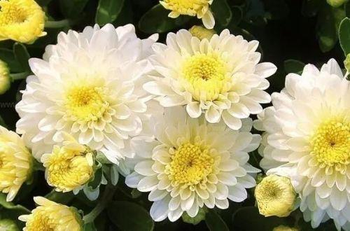 小壁虎
