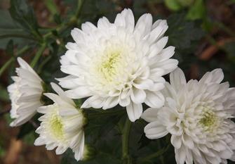 偷鸡盗狗成语接龙游戏