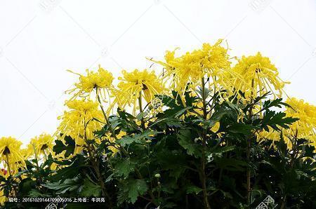 狂风恶浪造句-用狂风恶浪怎么造句