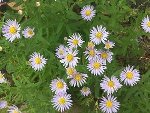 久经风霜成语接龙游戏