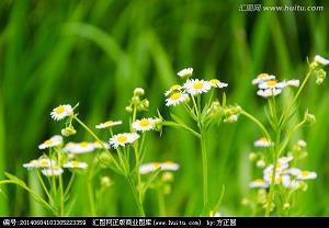夏日里的一阵清风