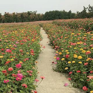 闭口结舌成语接龙游戏