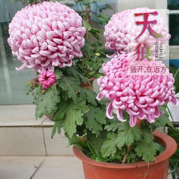 “花果山”之游