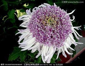 鼠屎污羹成语接龙游戏