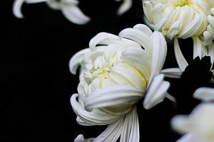 兴亡祸福成语接龙游戏