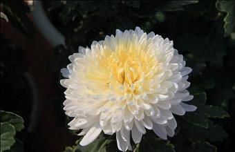 伤心蒿目成语接龙游戏